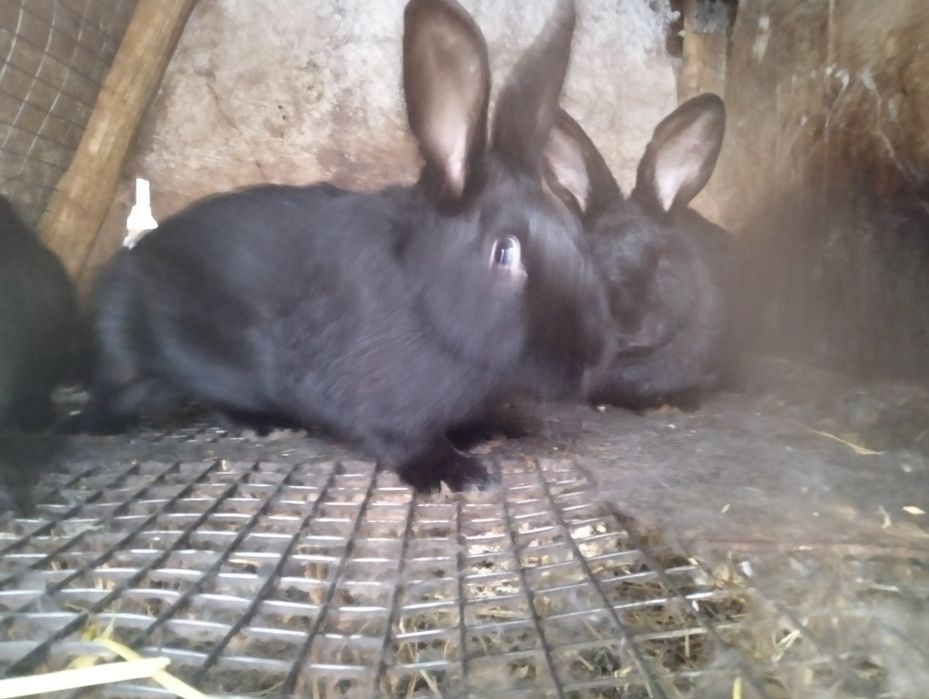 Кролики змінять місце проживання