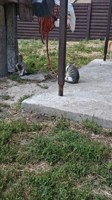Віддамо кошенят, в добрі руки