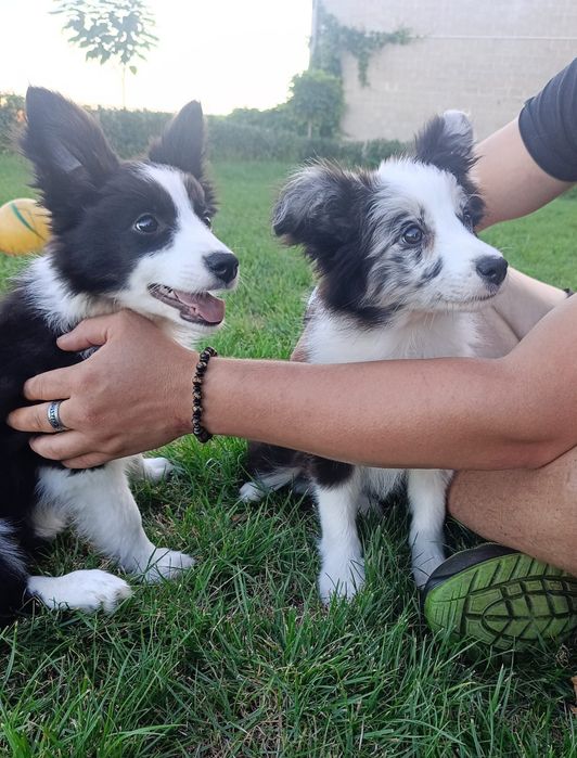 Border Collie czarno-biała suczka Juno, gotowa do odbioru