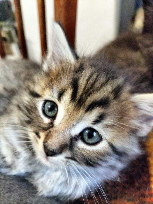 Кошенята, котики