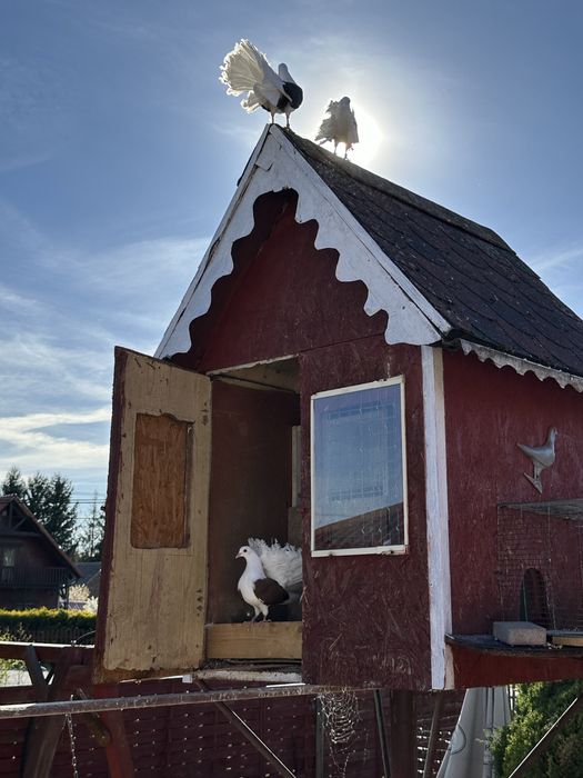 Sprzedam Gołebie pawiki