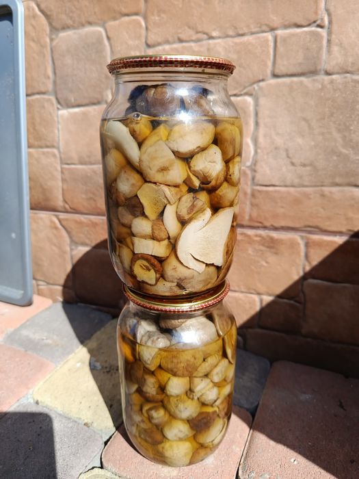 Білі засоленні гриби 1 літер