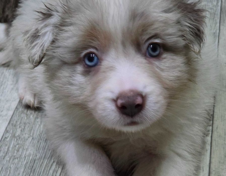 Sunia Border Collie Lilac Merle