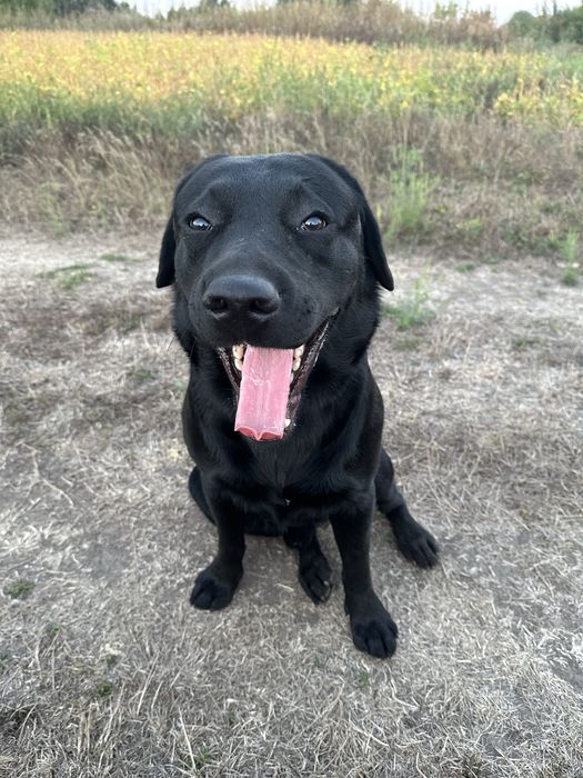 Шукаємо дівчинку лабрадора для спарювання