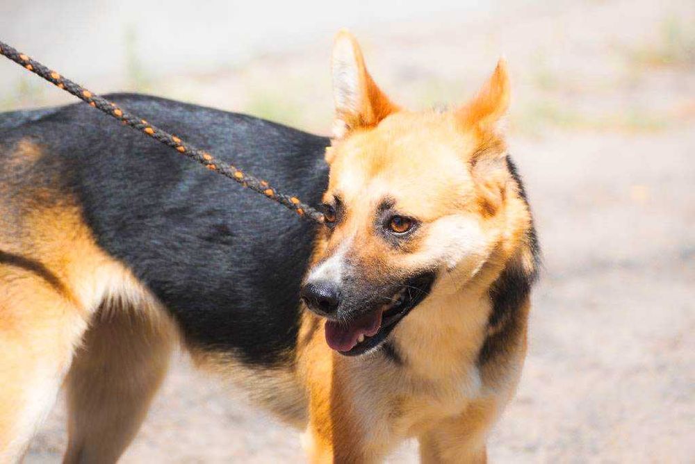 Frea delikatna sunia