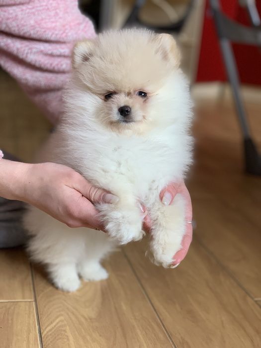 Супер мини мишки