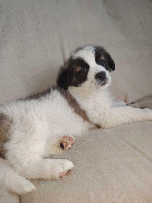 Pies bernardyn szczeniak