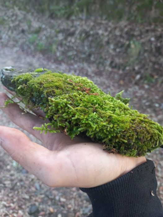 Troncos para aquários