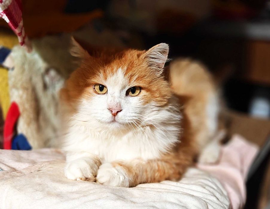 Сонячний котик Пушок 1.5 р, врятуйте котика, терміново потрібний дім