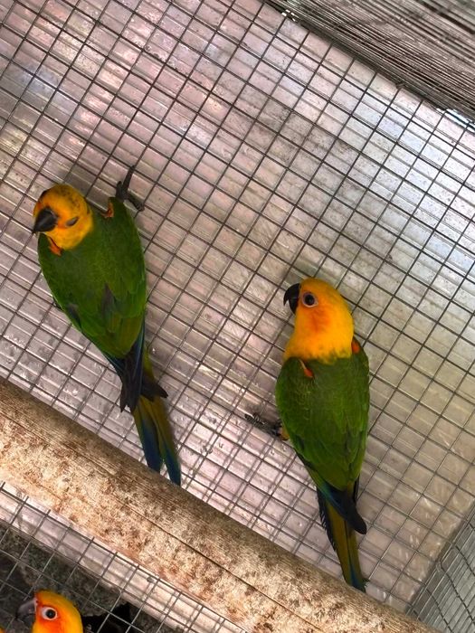Casal Aratinga Jandaya 2026