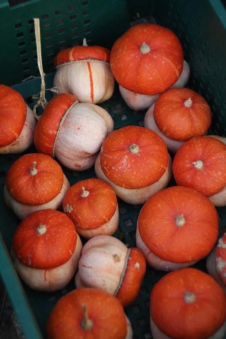 Гарбуз насіння (12 сортів) для вирощування тыква семена