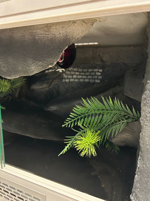 Terrarium dla gekona, z wyposażeniem