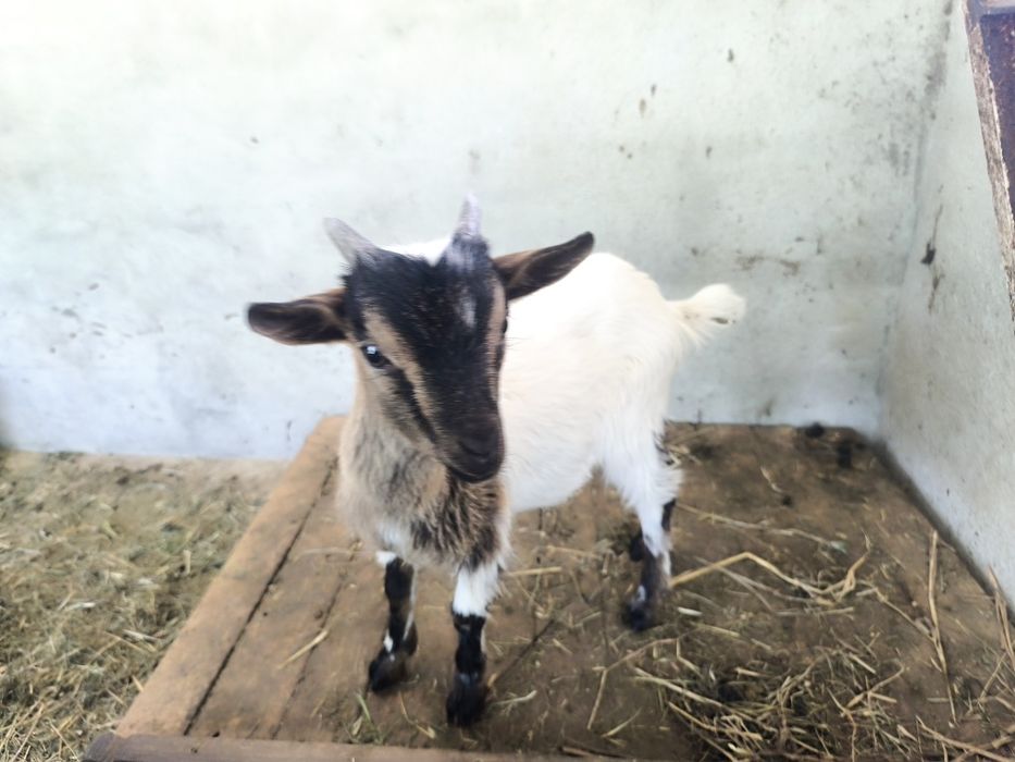 3 Cabras anãs de pêlo longo para venda COIMBRA