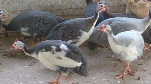 Ovos de galinha de várias raças.