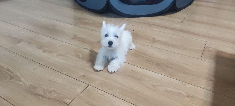 West highland white terrier