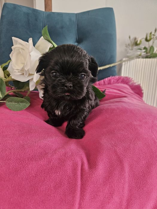 Shih tzu szczeniaczki