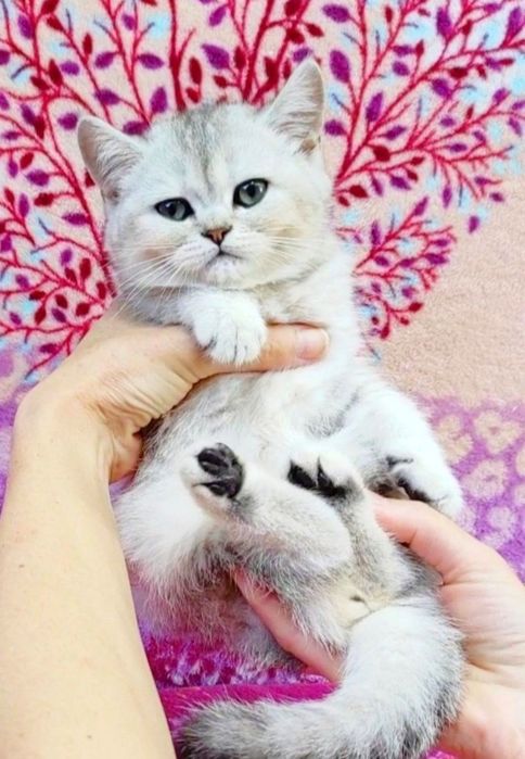 Срібна шиншила хлопчик красунчик