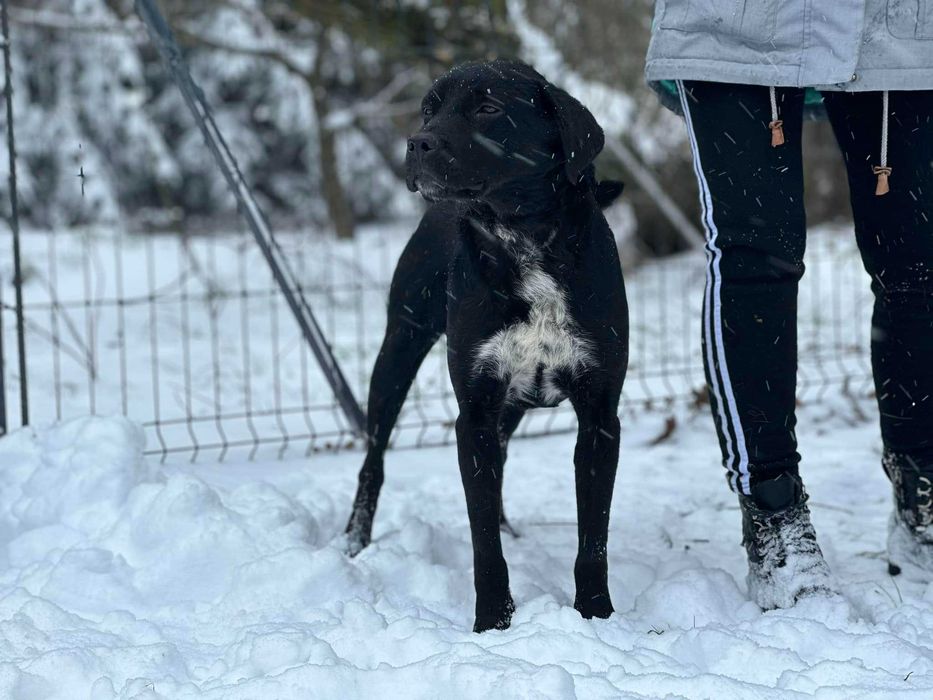 Orlando poleca się do adopcji