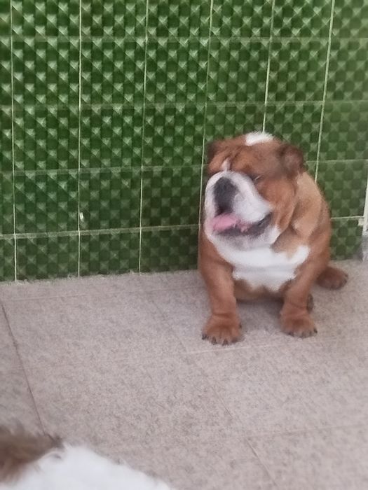Bulldog inglês fantásticos
