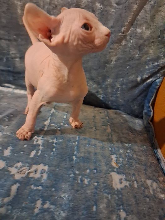 Кошенята сфінкс-ельф