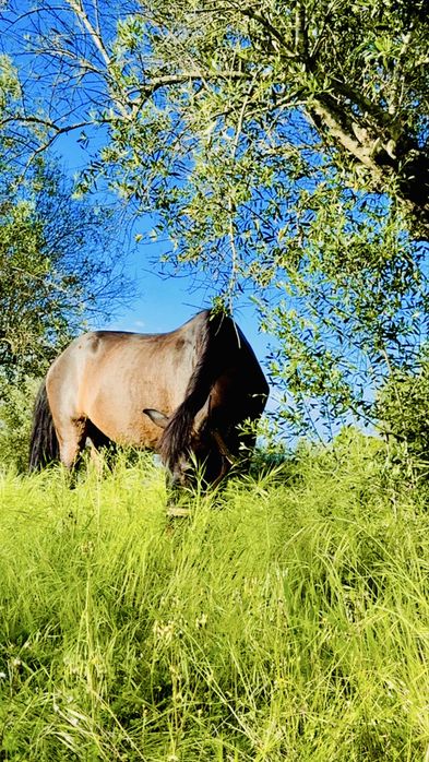 Troco cavalo por poldro