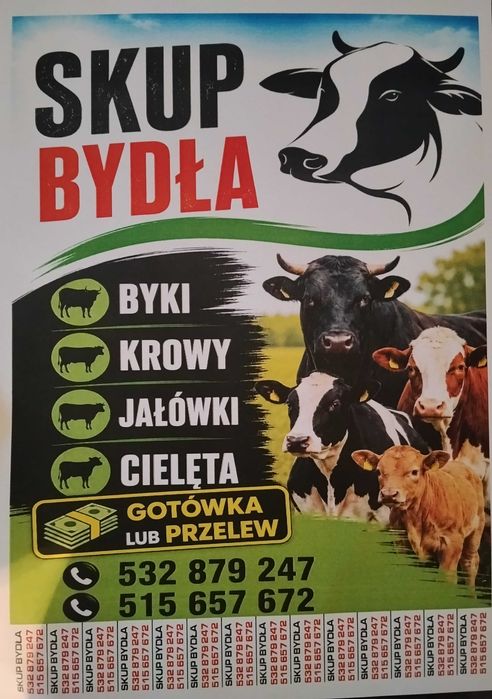 Skup bydła byki krowy jałówki