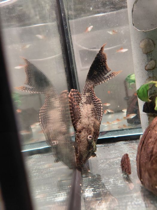 Glonojad gibiceps