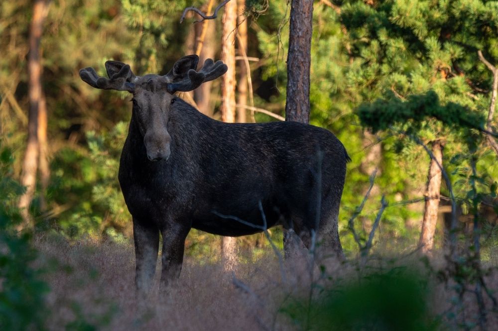 Aparat bezlusterkowy Sony a6500