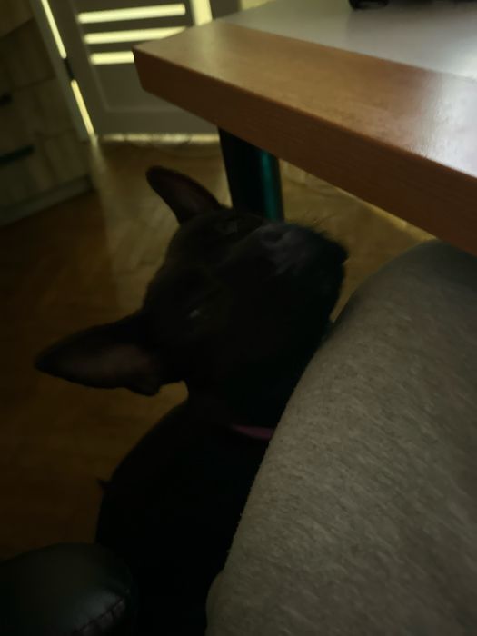 Отдам в очень хорошие руки щенка стаффордшир терьера — девочка Молли