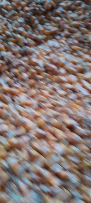 Kukurydza sucha 2025r