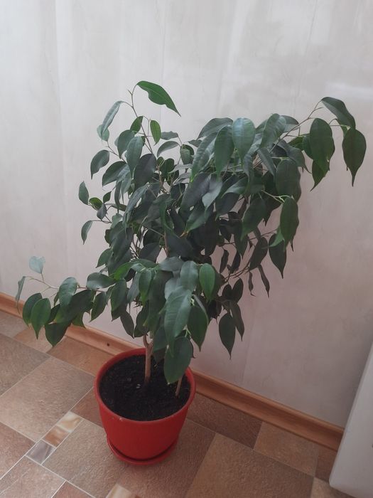 Фікус Бенджаміна молодий