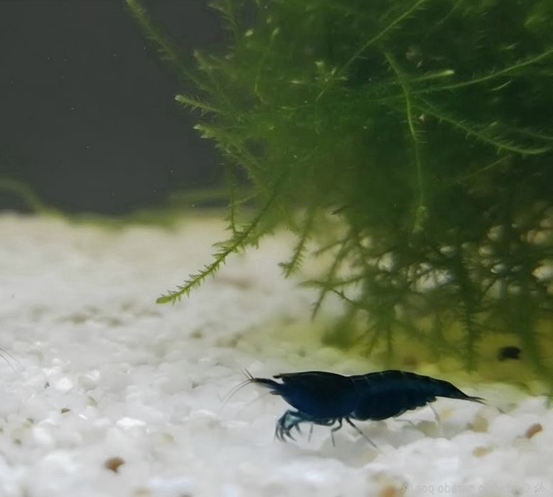 Neocaridina Davidi - Painted Red Fire/Blue Dream - Linhas Selecionadas
