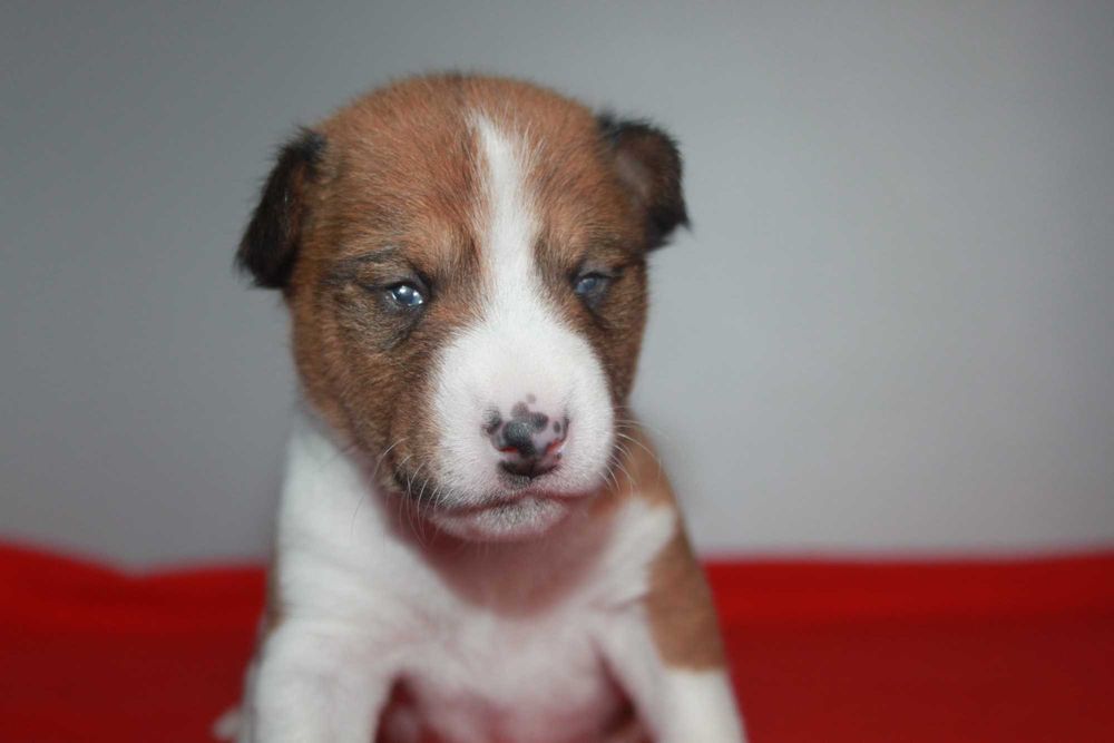 Цуценята басенджі Україна Київ