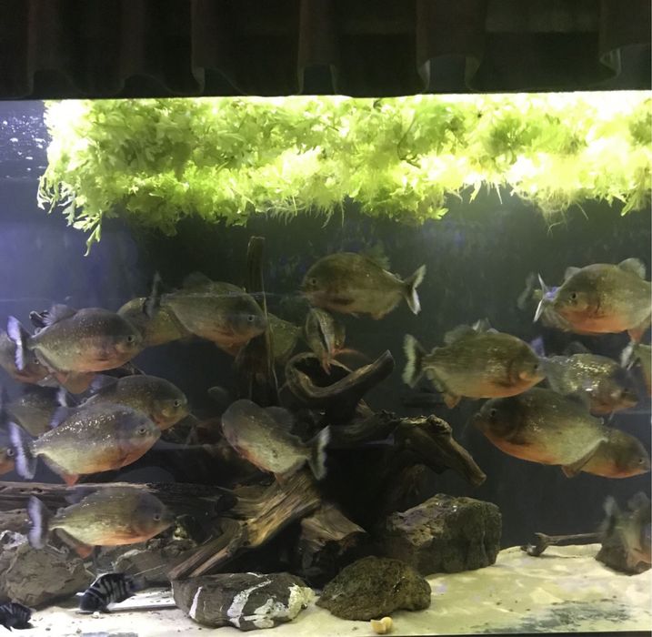 Арована риба дракон 100 см.