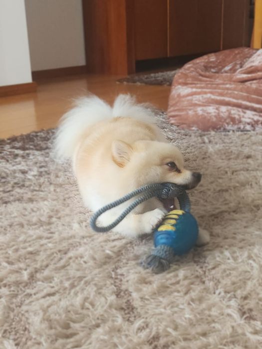 SPITZ POMERÂNIA cachorro macho para acasalar