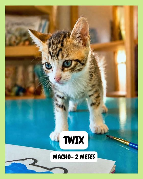 Gatinhos para adoção