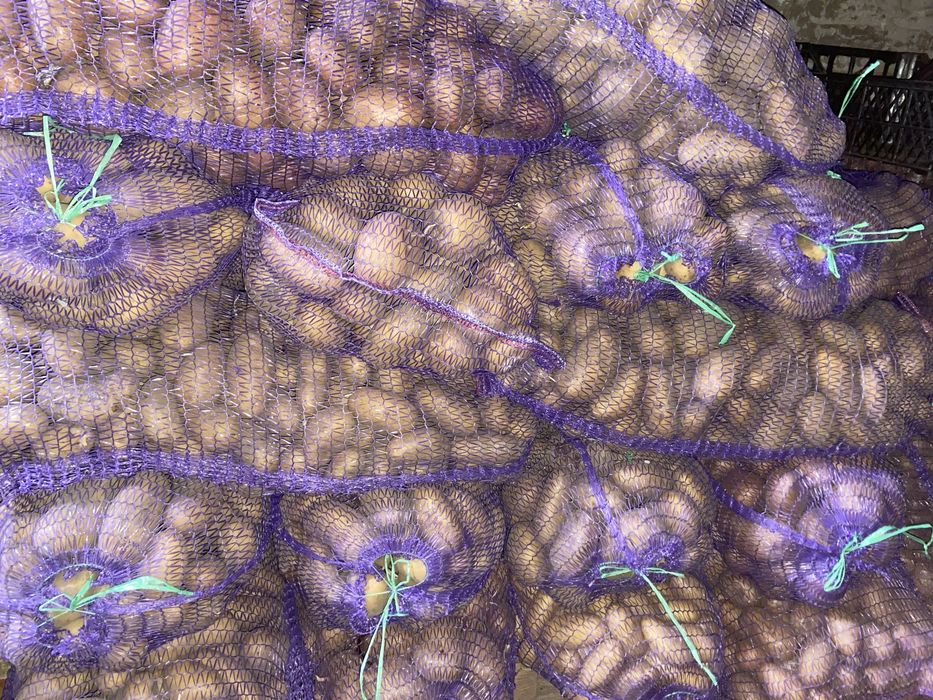 Продам домашню  картоплю