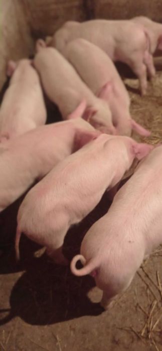 Продам поросят гарненьких