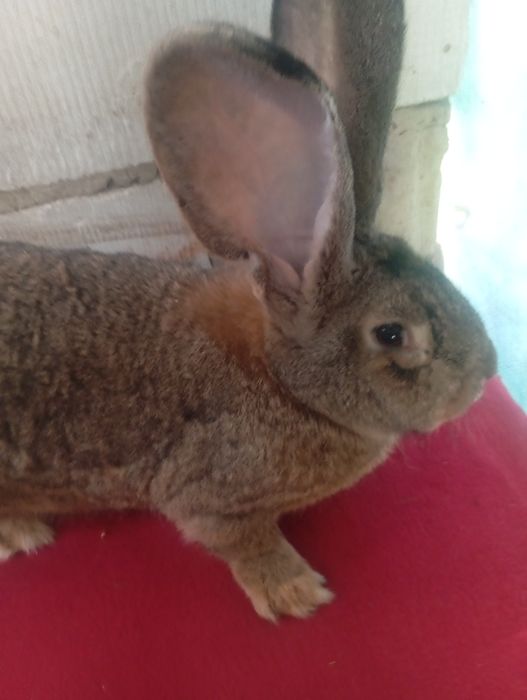 Olbrzym belgijski szary samczyk zamienię