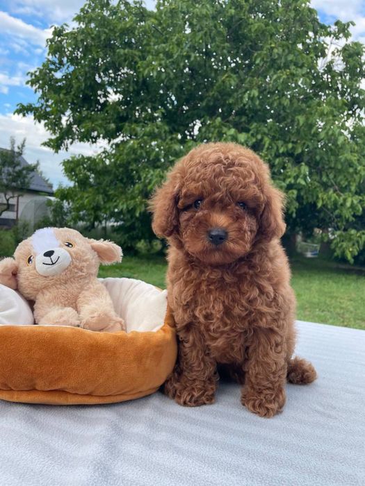 Toy red pudel chlopiec
