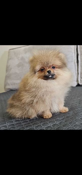 Szpic miniaturowy, chłopiec mini