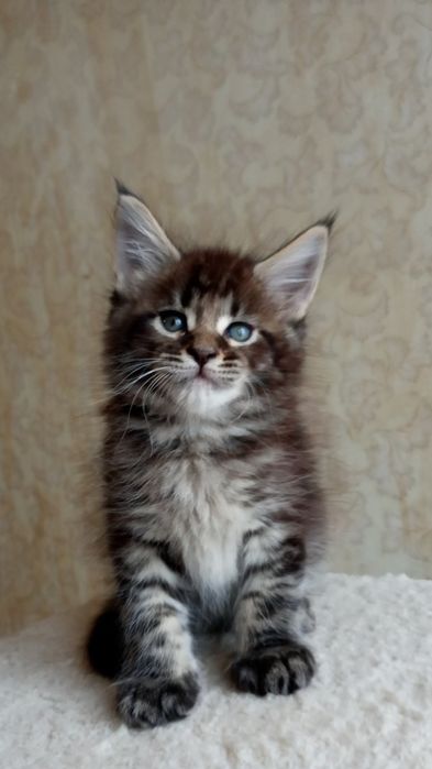 Мейн кун Мальчики в дикий  окрас и рыжий, есть кошечка и котики