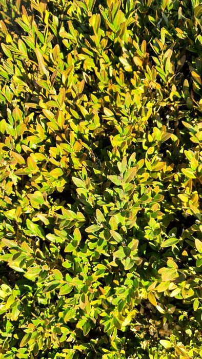 Dwa krzewy Bukszpany