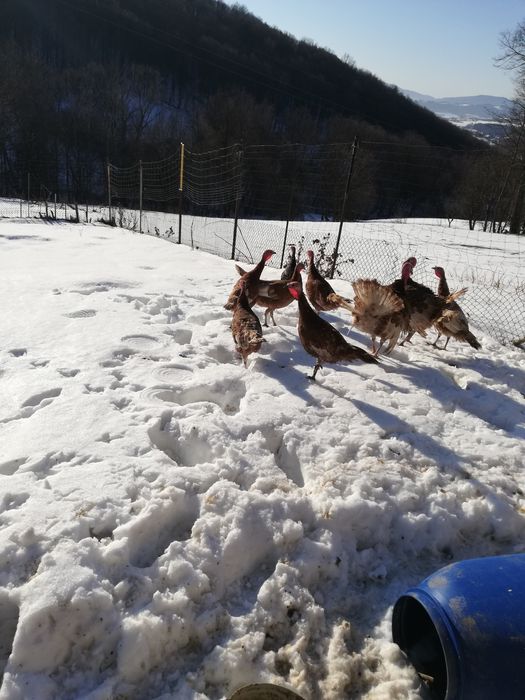 Indyczki 9 miesięczne