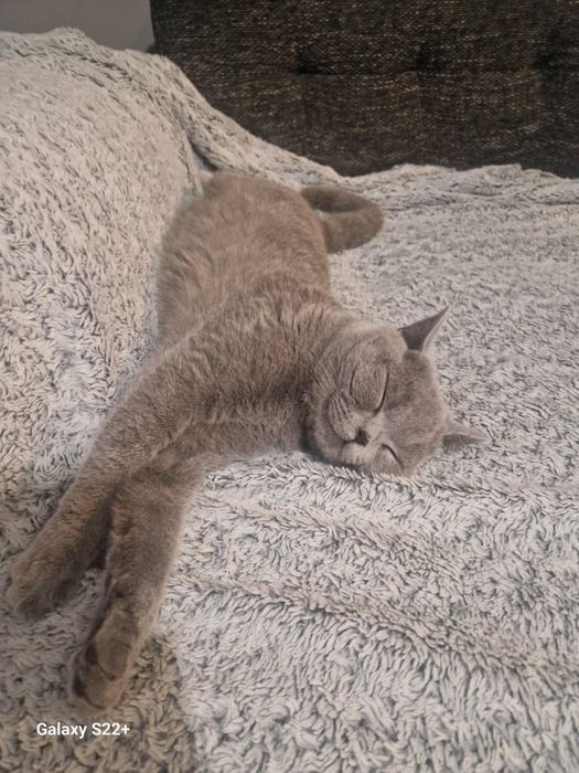Kot brytyjski, ragdoll