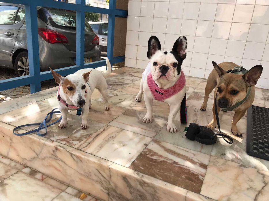 Pet setting, dog walking, day care, Hospedagem cães e passeios