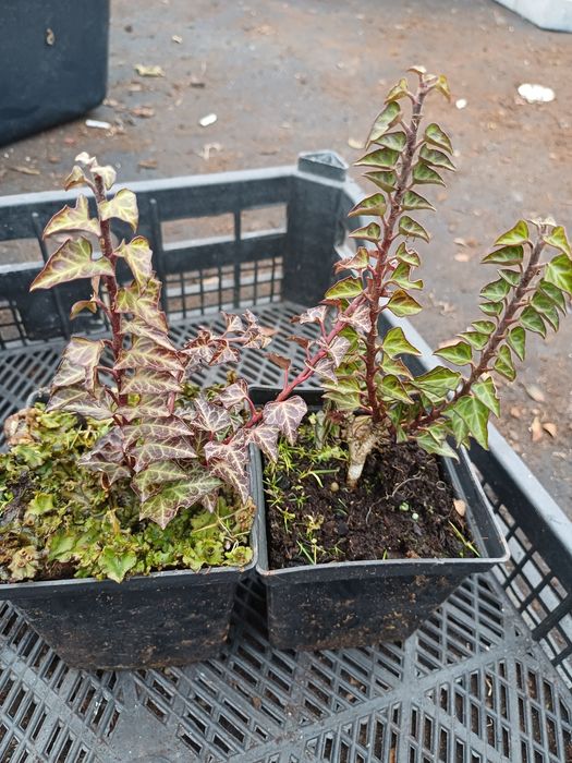 Плющ Еректа Колоновидний
Ціна 130грн
це унікальний, вертикально зроста