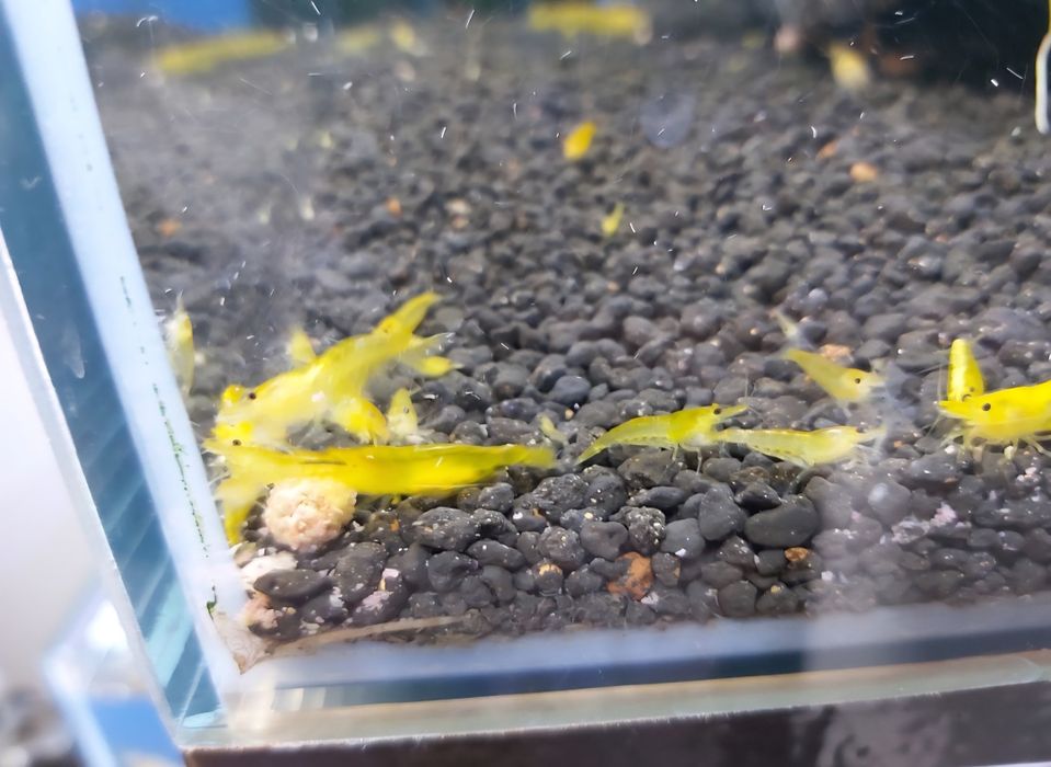 Krewetki yellow neocardina