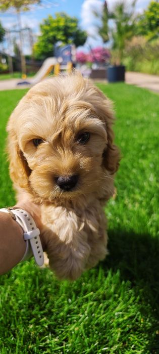 **Cavapoo**cudowny piesek!