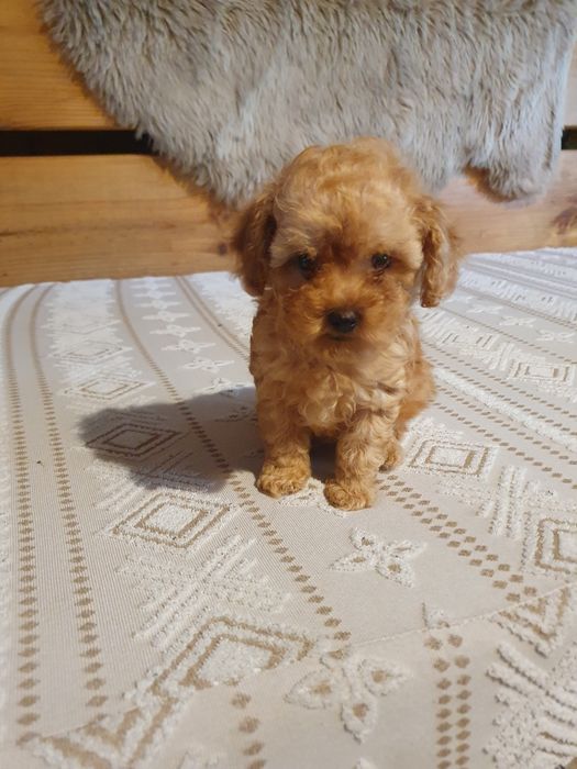 Piesek rasy maltipoo SZCZENIACZEK